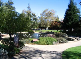 New Duck Island Festival Starts Saturday Ducks swim in the former pond at San Lorenzo Park in Santa Cruz, with a planted island and walking paths in the foreground.