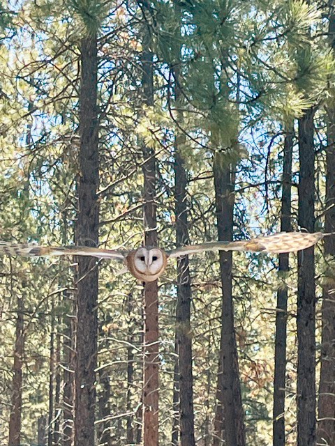 Barn owl flying toward the camera at the High Desert Museum in Bend, Oregon