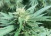 Weed is Stronger Close-up of a cannabis flower with pale curling pistils and resin-coated, serrated green leaves.