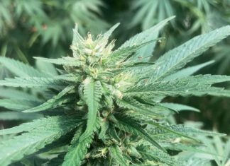 Weed is Stronger Close-up of a cannabis flower with pale curling pistils and resin-coated, serrated green leaves.