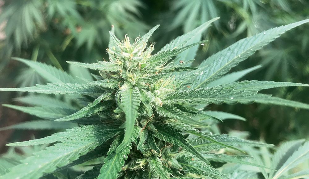 Close-up of a cannabis flower with pale curling pistils and resin-coated, serrated green leaves.