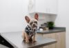 Ruff Estimate: How Santa Cruz County Pet Owners Can Prepare For, and Pay, a Surprise Vet Bill How Santa Cruz County pet owners can prepare for, and pay, a surprise vet bill
