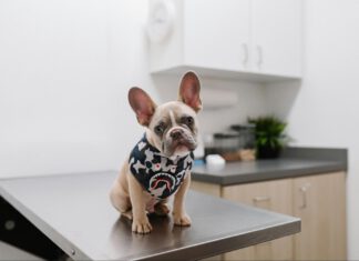 Ruff Estimate: How Santa Cruz County Pet Owners Can Prepare For, and Pay, a Surprise Vet Bill How Santa Cruz County pet owners can prepare for, and pay, a surprise vet bill