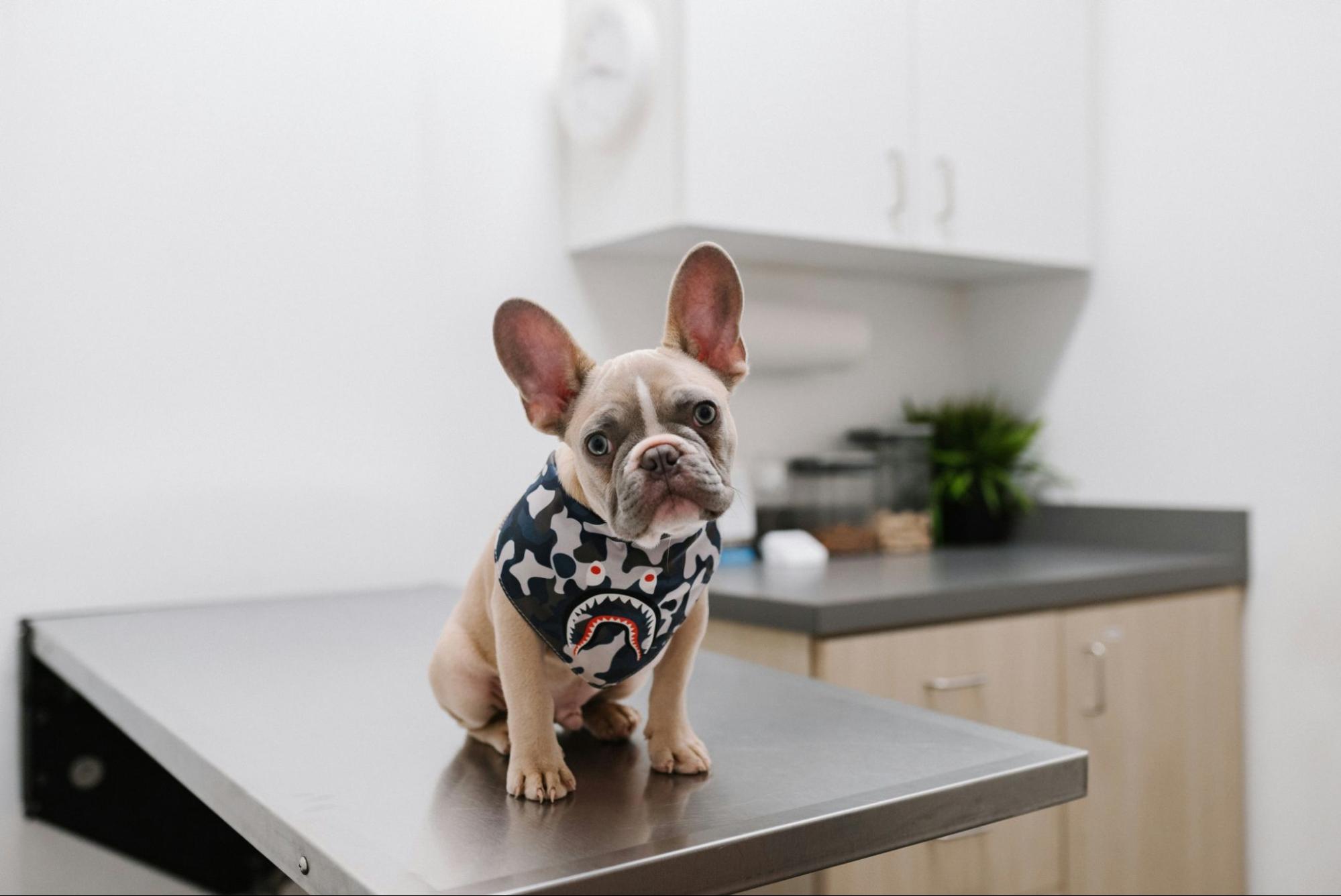 How to Pay for Unexpected Veterinary Bills and Pet Emergencies